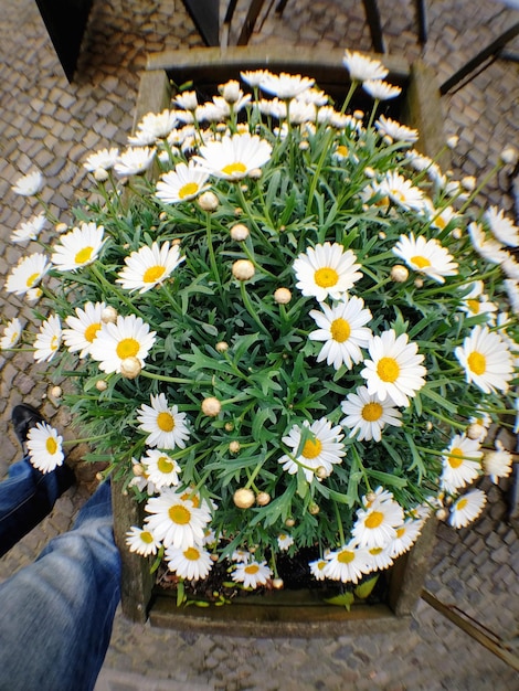 Foto vista ad alta angolazione di fiori gialli che fioriscono all'aperto