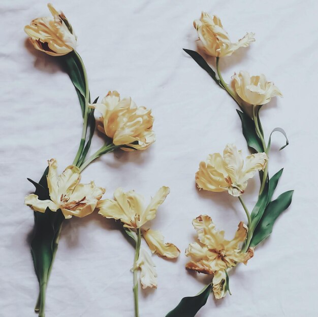 Photo high angle view of yellow flowers