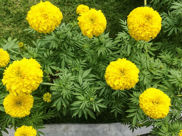 High angle view of yellow flowers