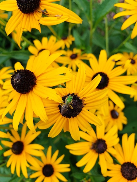 High angle view of yellow flowers