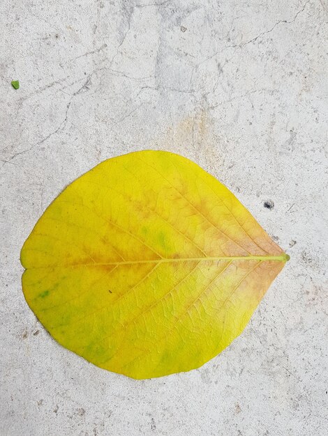 High angle view of yellow leaf on concrete