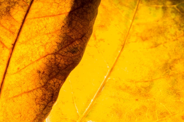 High angle view of yellow leaf in water