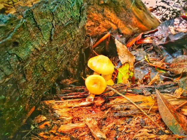 High angle view of yellow leaf on water