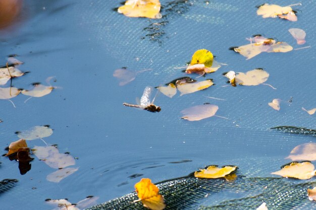 High angle view of yellow leaves floating on water