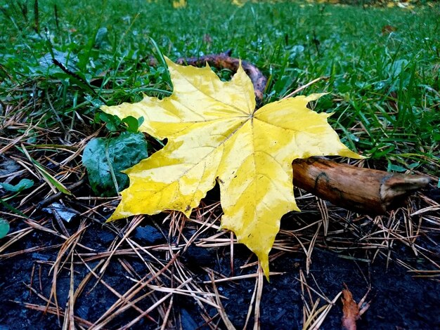 High angle view of yellow maple leaf on field