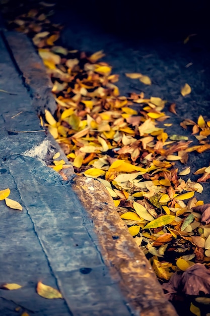 High angle view of yellow maple leaves on footpath