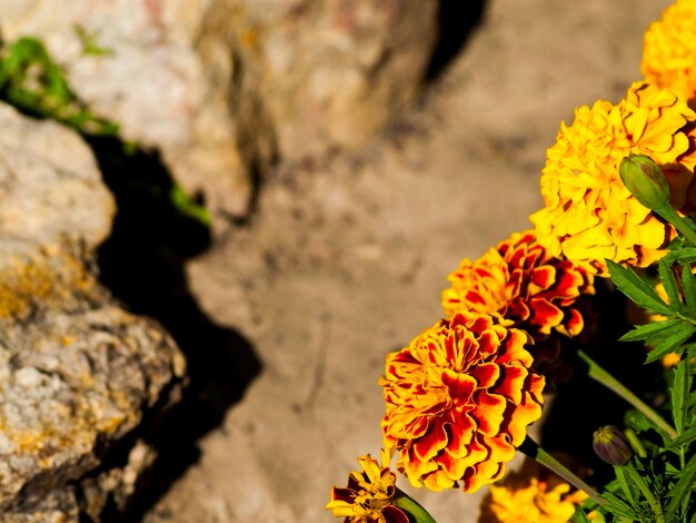 High angle view of yellow marigold blooming outdoors