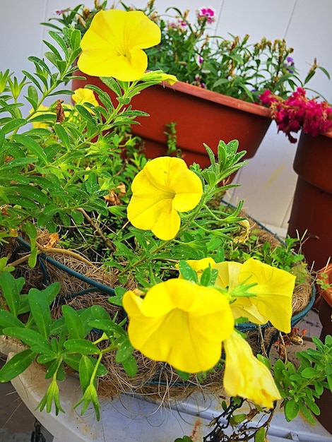 High angle view of yellow potted plant