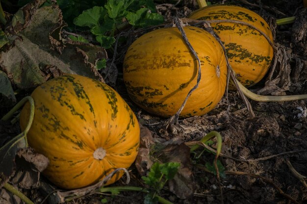 High angle view of yellow pumpkins on field