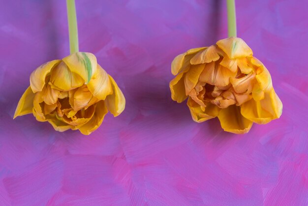 High angle view of yellow rose on table