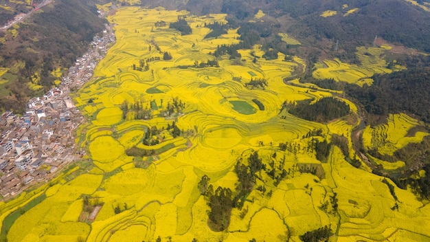 High angle view of yellow trees on landscape