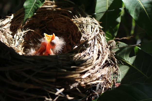 Photo high angle view of young birds in nest on tree