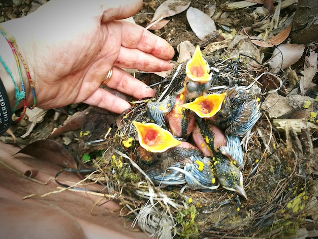 Photo high angle view of young birds in nest