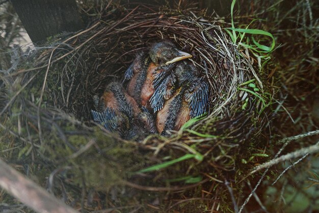 High angle view of young birds in nest