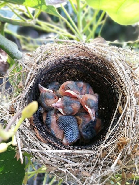 Photo high angle view of young birds in nest