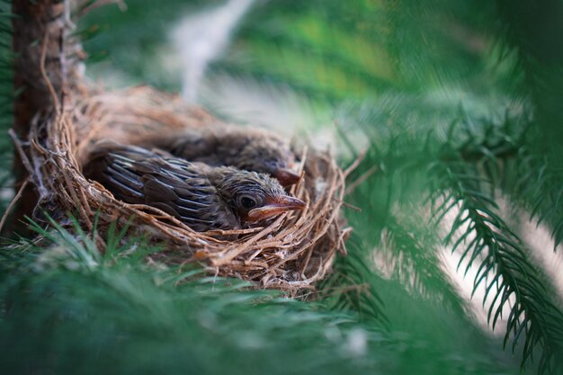 Photo high angle view of young birds sleeping in nest