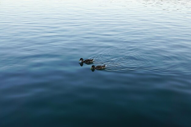 High angle view of young birds swimming on pond