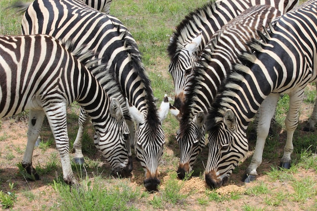 Photo high angle view of zebras grazing on field during sunny day