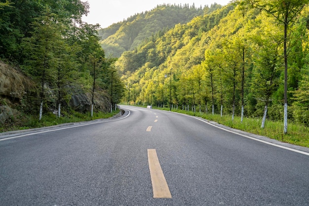 Alta strada asfaltata nella foresta