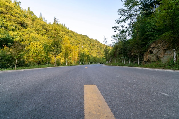 Alta strada asfaltata nella foresta