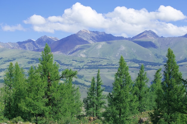 High Cliffs with trees on sunny day.