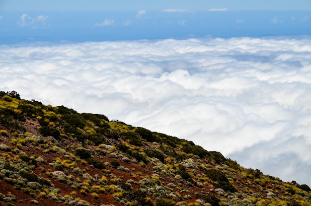 テネリフェ島の松ぼっくりの木の森の上の高い雲