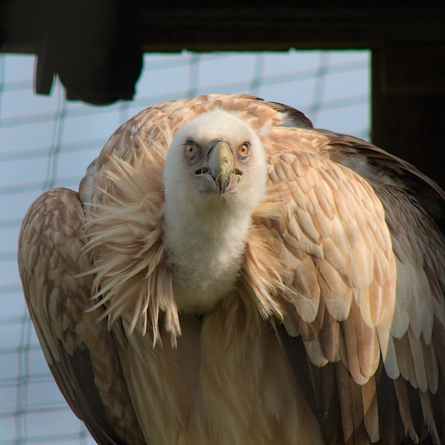 Photo high detailed griffon vulture looking straight to the camera
