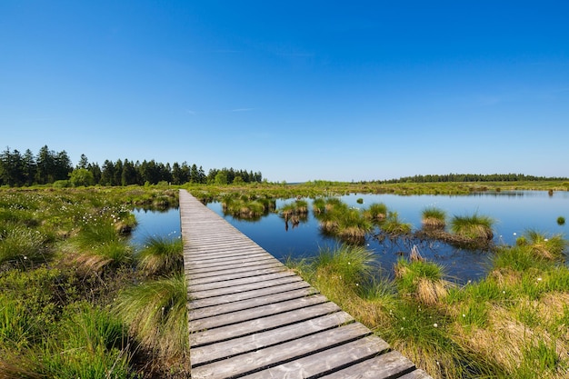 夏のハイ フェン湿原風景