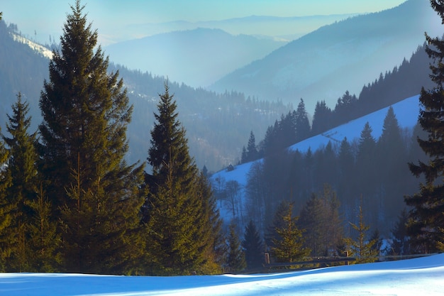 High fir trees against the background of the winter mountains.