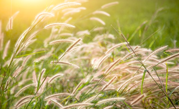 high grass flower on field