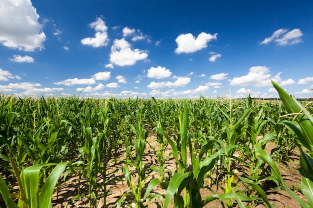 High green corn, growing in straight and straight rows on the territory of the agricultural field, the landscape in the spring or early summer