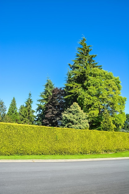 青い空を背景に高い緑の生け垣と通り沿いの木々