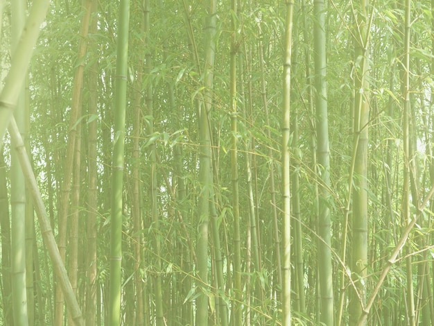 High key bamboo tree Bambusoideae background