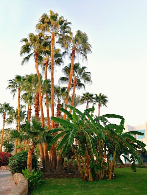 Palme alte e basse sul territorio dell'hotel nei raggi del sole al tramonto. vista verticale. il concetto di riposo nei paesi caldi.