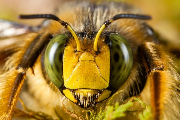 Photo high magnification bumblebee face portrait - compound eyes