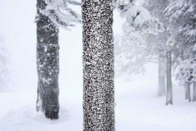 Фото Высокогорный снежный пейзаж деревья и детали снега