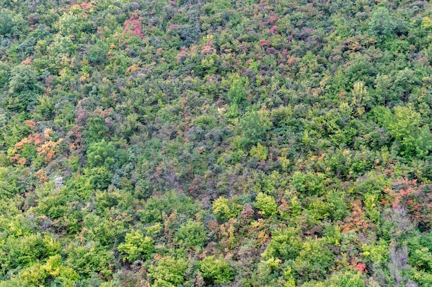 A high mountain with many trees of different colors