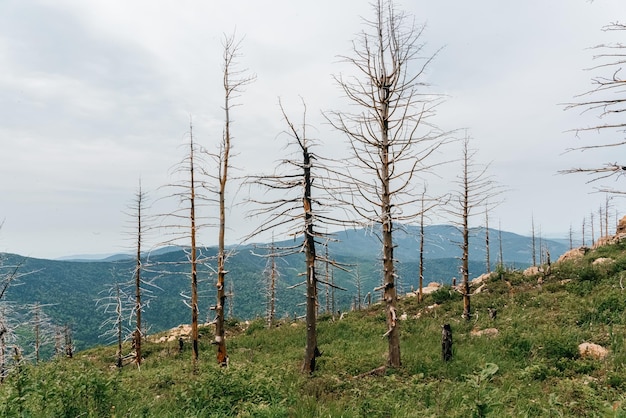 High mountains of russia mount falaza with trees broken by the\
wind forest after a fire