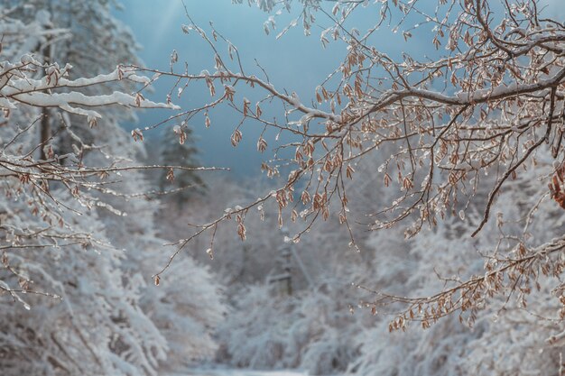 冬の雪の下の高い山