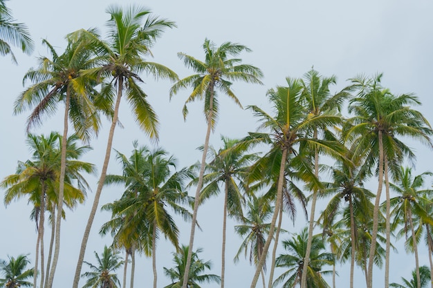 Фото Высокие пальмы против голубого неба.
