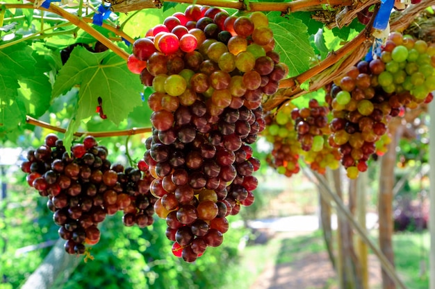 High quality organic and beautiful ripe grapes on a green background in the garden over natural light