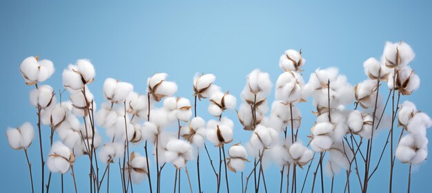 Photo high quality photograph of ripe cotton arranged in flatlay style on light blue background