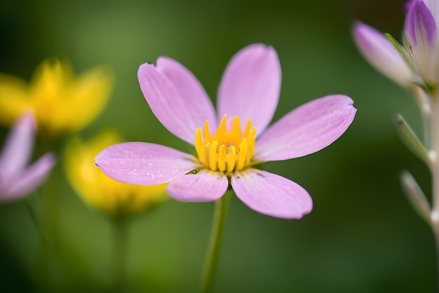 High quality photography of Flower detailed bokeh