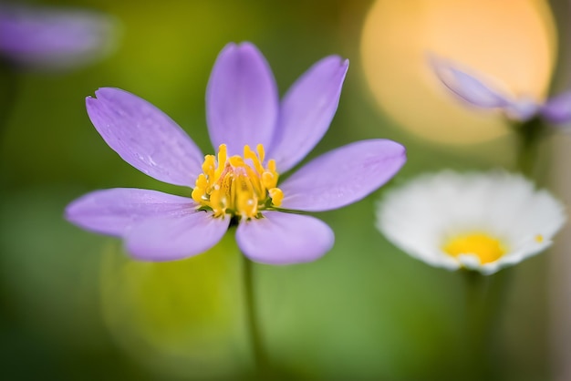 Foto fotografia di alta qualità del bokeh dettagliato del fiore