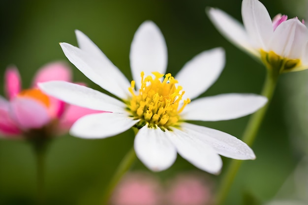 High quality photography of Flower detailed bokeh