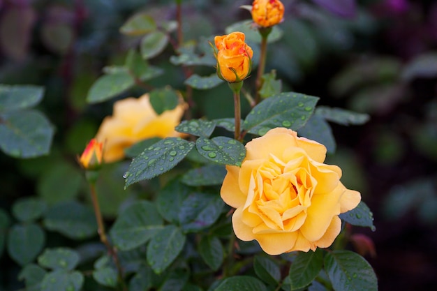 High-quality roses in a garden