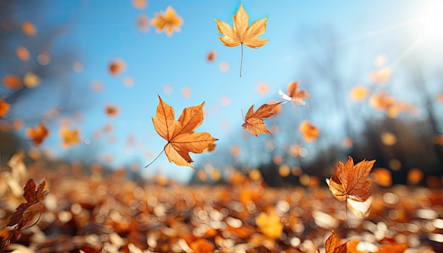 High quality stock photography autumn leaves falling in the skyAutumn colors