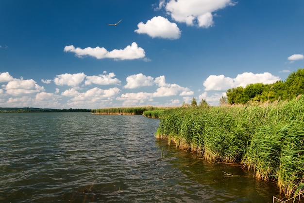 High reed with cloudy sky on a windy day