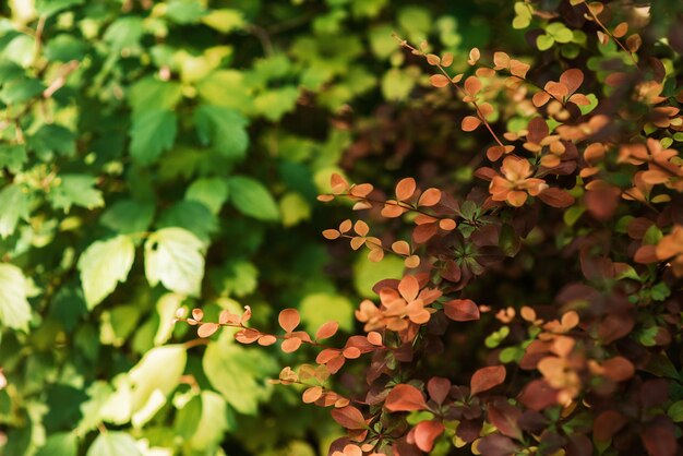 Photo high resolution texture. the green branch of the barbaris bush is large with a blurred background.