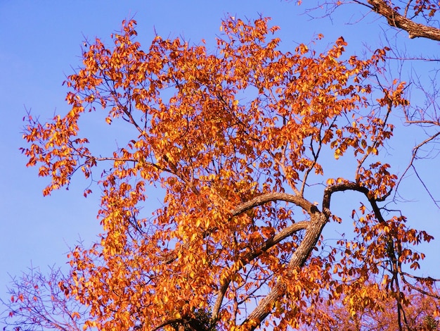 High section of autumnal tree against clear sky